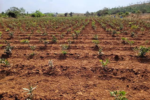 A group of farmers working together