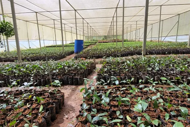 High-quality saplings ready for planting